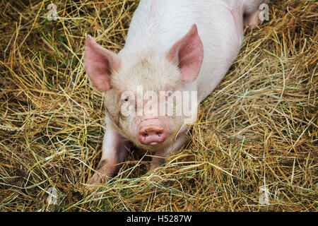 Pigs raised in free range open air conditions on a farm. Stock Photo