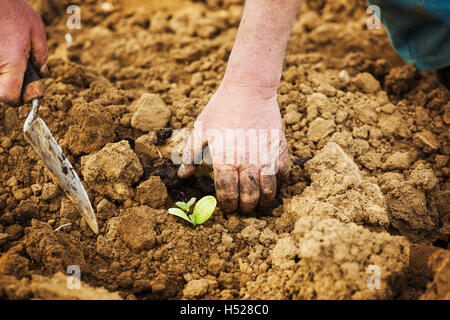 A man bending, using a trowel, planting a small seedling in the soil. Stock Photo