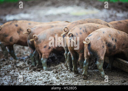 A group of pigs in a muddy field. Stock Photo