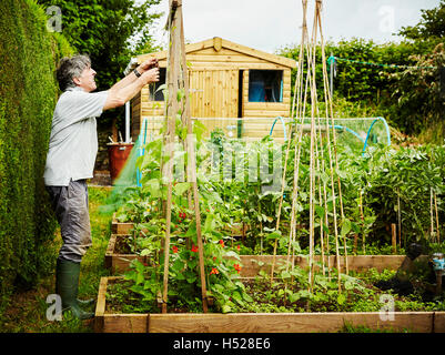 A man working in his garden, securing climbing runner bean plants and shoots to poles. Stock Photo