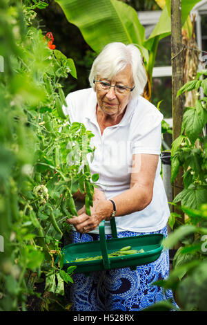 A woman picking pea pods from a green pea plant in a garden. Stock Photo