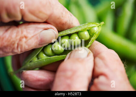 A man opening a peapod to see the fresh peas growing inside it Stock Photo