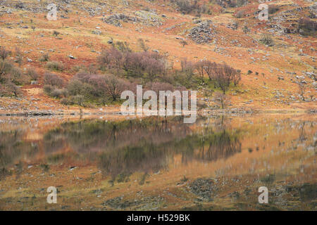Mirror calm reflections of woodland and hillsides in Llynnau Mymbyr, a lake near Capel Curig in Snowdonia, Gwynedd, North Wales, UK. Stock Photo