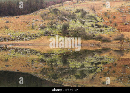 Mirror calm reflections of woodland and hillsides in Llynnau Mymbyr, a lake near Capel Curig in Snowdonia, Gwynedd, North Wales, UK. Stock Photo