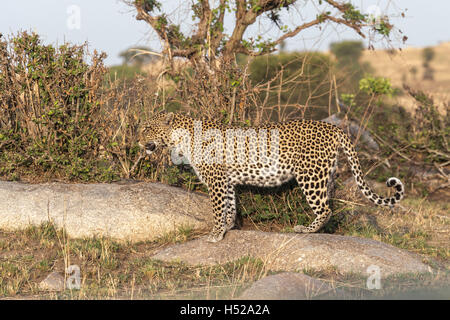 Leopard standing whilst hunting in the Serengeti, Africa Stock Photo