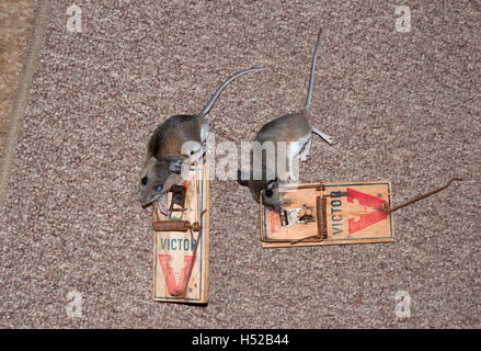 A Victor mouse trap baited with peanut butter isolated on white Stock Photo  - Alamy