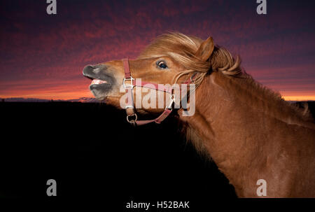 Icelandic horse at sunset, Iceland Stock Photo