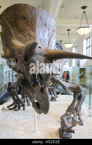 American Museum of Natural History, NYC Stock Photo