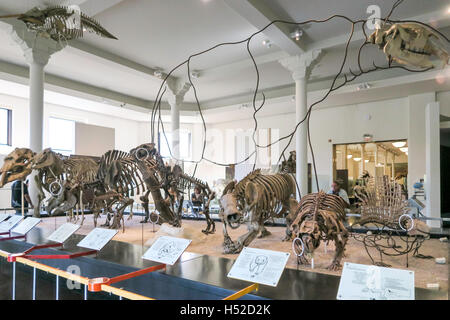 American Museum of Natural History, NYC Stock Photo