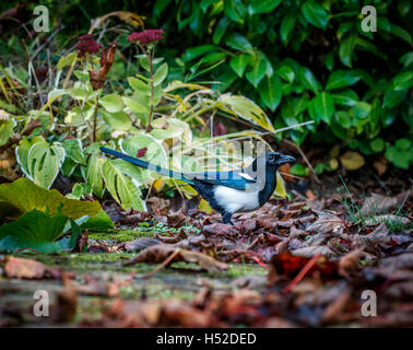 Black and white European magpie (Pica pica) foraging amongst fallen autumn leaves in an English garden in southern England Stock Photo