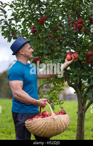 Farmer picking red apples from his trees in the orchard Stock Photo