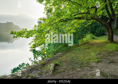 Maple tree on shore of Lake Bled in Slovenia Stock Photo