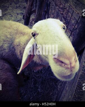 close muzzle of a sheep photographed with fisheye lens Stock Photo