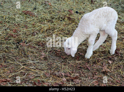 young lamb with soft woolen white fur Stock Photo