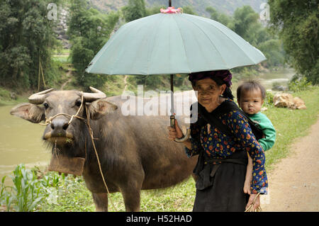 Water buffalo and grandmother of the Hmong ethnic minority carrying a baby in Ha Giang province, North Vietnam Stock Photo