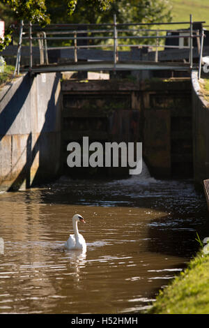 UK, England, Cheshire, Beeston Brook, solitary Mute swan on Shropshire Union Canal at Beeston Iron Lock Stock Photo