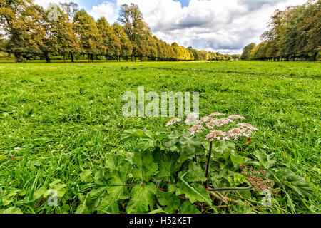 Cow Parsley amongst the grassy meadow in between two avenues of lime trees at Marbury Country Park Stock Photo