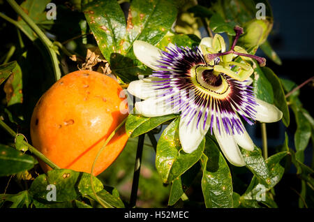 Fruit and flower of passiflora caerulea or Passion Flower in autumn Stock Photo