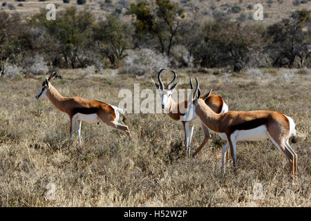 Springbok standing and grazing in the field. Stock Photo
