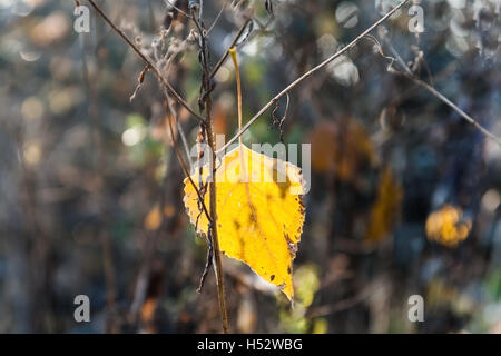 yellow leaf on the bush in the morning sunlight. Stock Photo