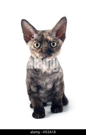 Devon rex purebrebred cat on white background Stock Photo
