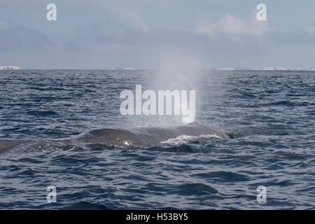 the head of the sperm whale produces a fountain of water before diving in the Pacific Ocean Stock Photo