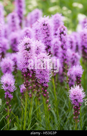 Liatris spicata 'Kobold' flowers. Stock Photo