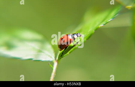 ladybug on a green leaf on a sunny day. Stock Photo