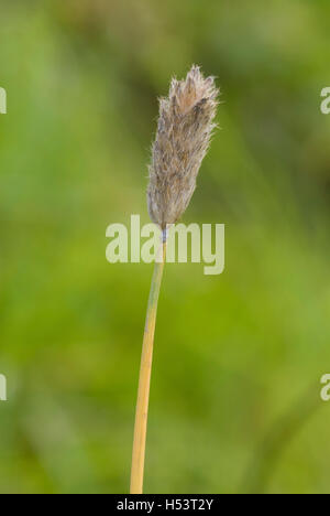 Alpine Foxtail Grass Stock Photo - Alamy