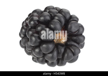 Blackberry fruit closeup isolated on white background Stock Photo