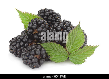 Blackberry fruit closeup isolated on white background Stock Photo