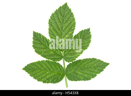 Raspberry leaf closeup isolated on white background Stock Photo