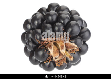 Blackberry fruit closeup isolated on white background Stock Photo