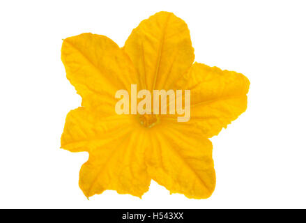 Cucumber flower closeup isolated on white background Stock Photo