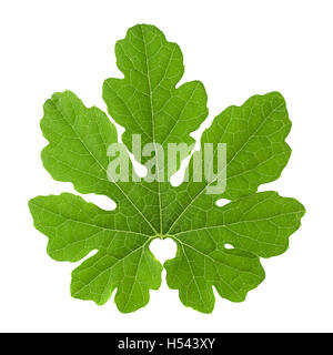 Momordica vegetable leafcloseup isolated on white background Stock Photo