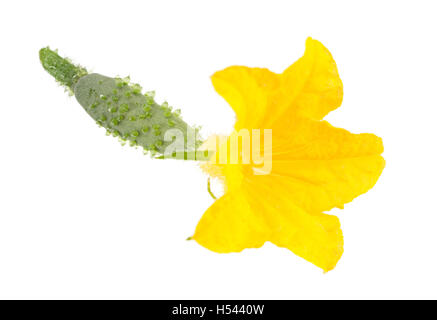 Cucumber flower closeup isolated on white background Stock Photo