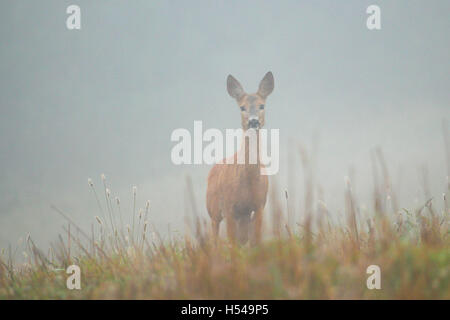 Young roe in the mountains Stock Photo