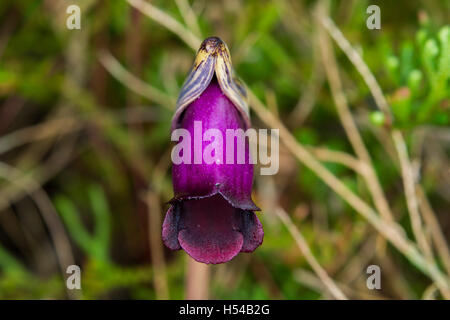 Aeginetia indica L. is a medicinal plant species. Much of the area is quite damp in the forest. Stock Photo