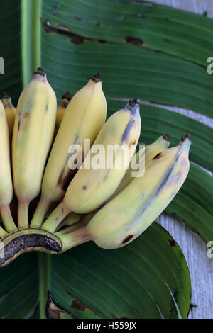 Ducasse Bananas or also known as Sugar Bananas on wooden board Stock ...