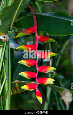 Hanging Lobster-claw (Heliconia rostrata), Samut Sakhon, Thailand Stock Photo