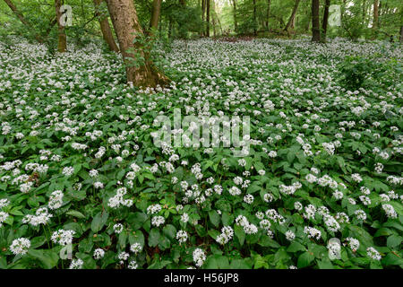 Wild garlic flower, flowering wild garlic (Allium ursinum), Odeneberg, Gudensberg, Hesse, Germany Stock Photo