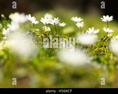 Blooming Wood anemones (Anemone nemorosa) Stock Photo