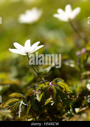Blooming Wood anemones (Anemone nemorosa) Stock Photo
