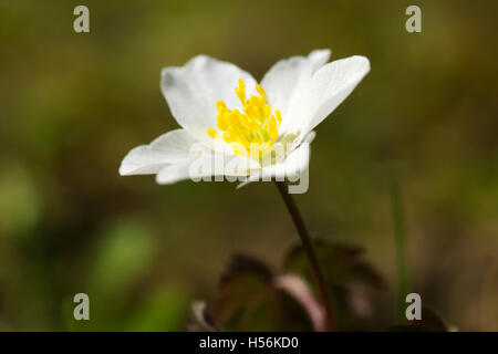 Blooming Wood anemone (Anemone nemorosa) Stock Photo