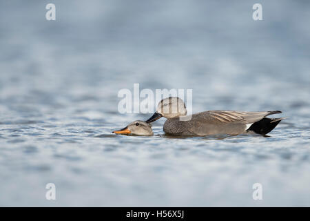 Gadwall Duck / Schnatterente ( Anas strepera ) male and female, pair, mating whilst swimming on water. Stock Photo