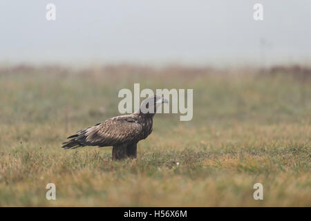 White-tailed Eagle / Sea Eagle ( Haliaeetus albicilla ), immature bird of prey, sitting on the ground, watching attentively. Stock Photo