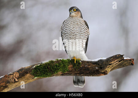 Sparrowhawk / Sperber ( Accipiter nisus ), female in winter, perched on a rotten snow covered tree. Stock Photo