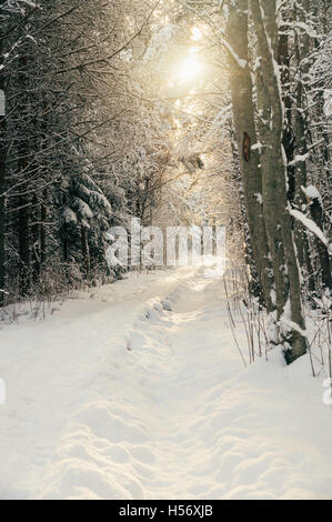 Sunflare through tree branches sunlit snowy pathway in winter-time forest Stock Photo