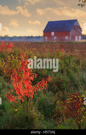 Brilliant fall foliage of a small pin cherry tree with a barn and plowed field in the distance. Stock Photo