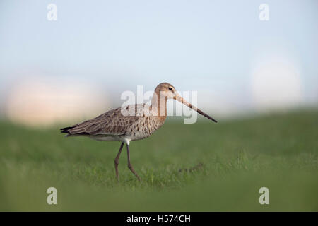 Black-tailed Godwit ( Limosa limosa) adult in breeding dress searching for food, on an extensive meadow, low point of view. Stock Photo